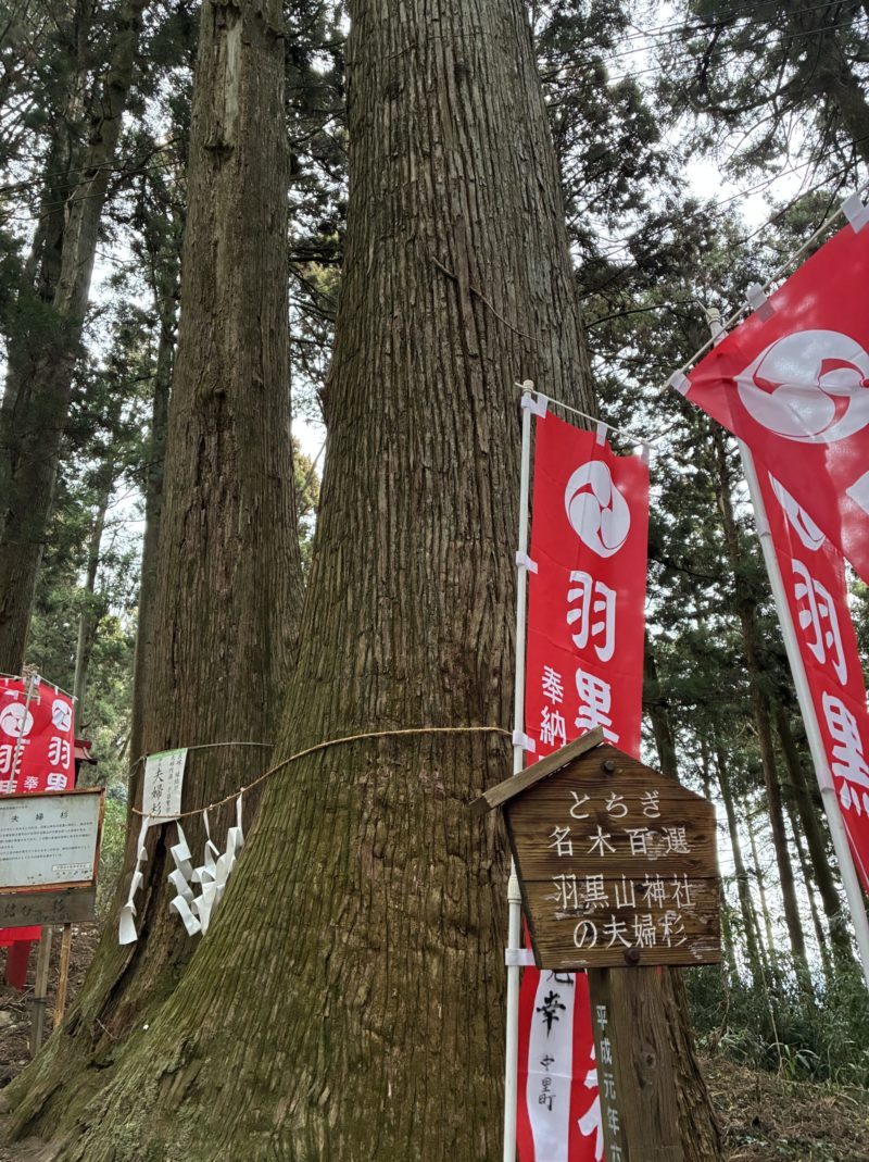 羽黒山神社夫婦杉